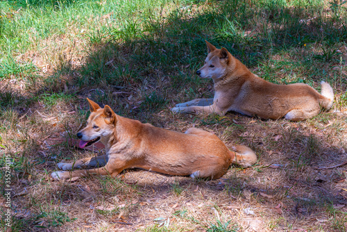 dingo at cleland wildlife park at Adelaide, Australia