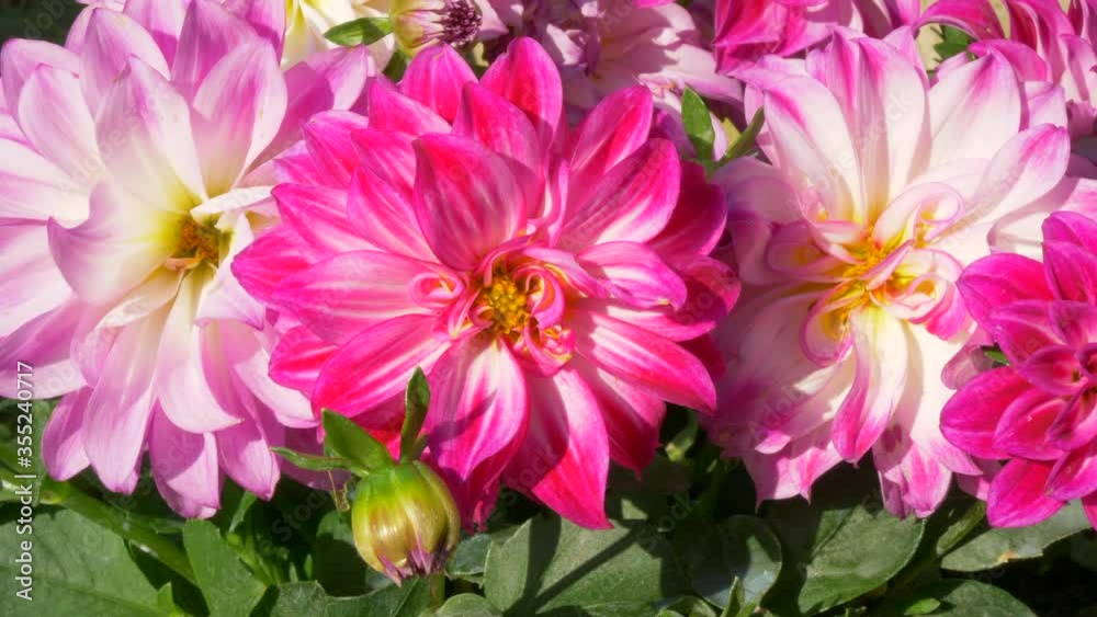 Closeup POV shot of a group of beautiful pink and white dahlia flowers and green leaves, facing the morning sunshine and blowing gently in a light breeze. Closeup POV shot of a group of beautiful pink and white dahlia flowers and green leaves, facing the morning sunshine and blowing gently in a light breeze.