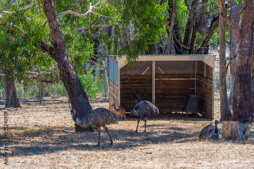 Emus at Cleland wildlife park near Adelaide, Australia