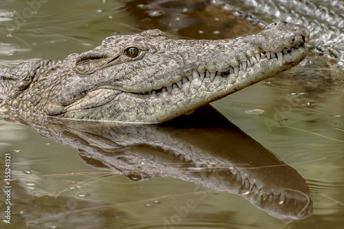 The Crocodiles Big Mouth Showing of its Teeth