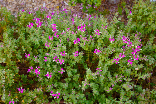 Texture from blooming pink purple flowers. Greenery background.