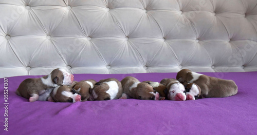Quadro su tela American Staffordshire Terrier puppy