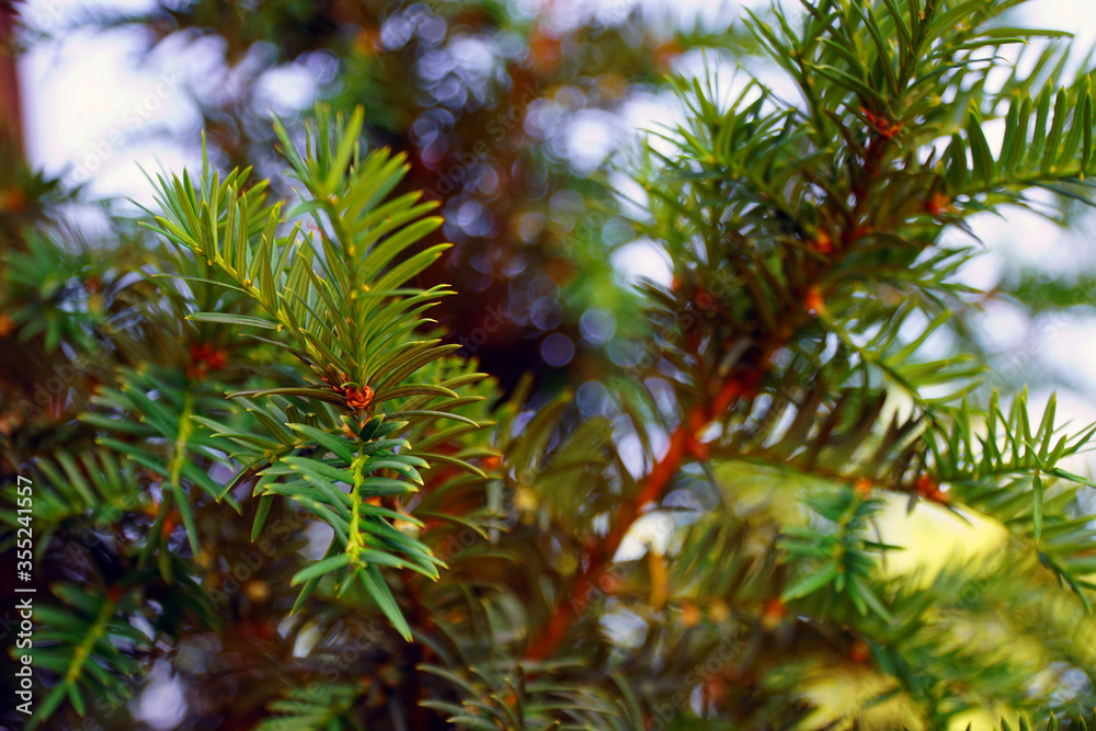Tannenbaum Detail Tannenbaum Detail