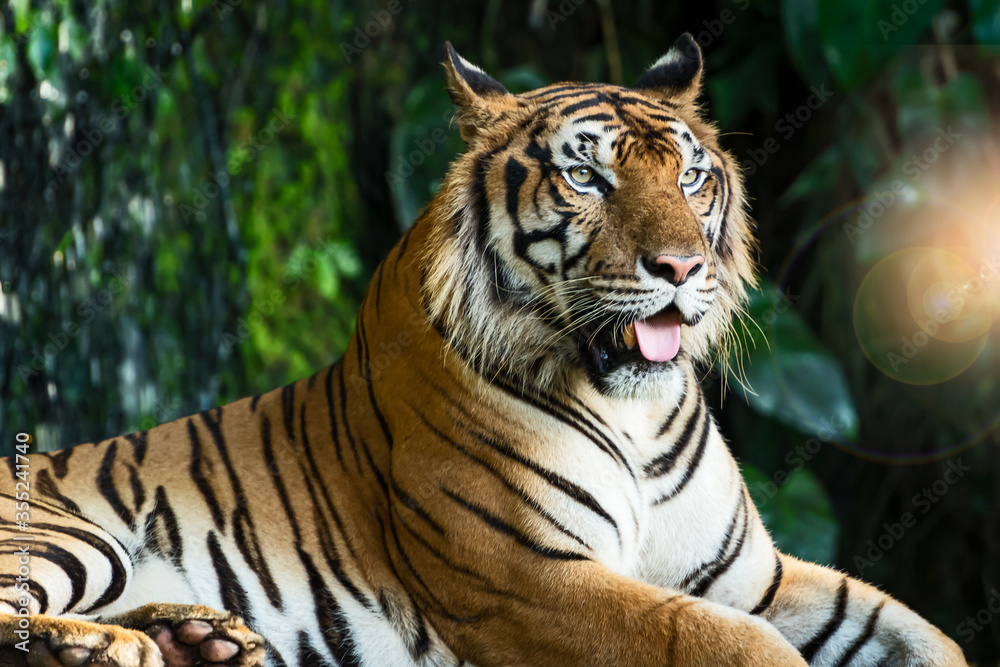 Fototapeta premium Tiger lying relax in the zoo. 