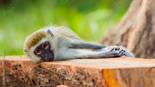 Fotografija Playfull Monkey on the ground