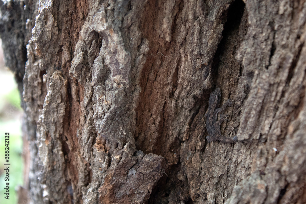 The lizard lurks in harmony with the bark of the tree The lizard lurks in harmony with the bark of the tree
