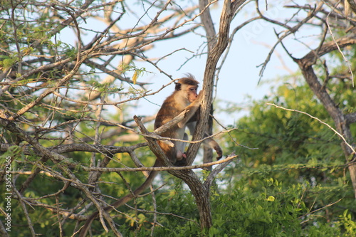 Monkey in the tree