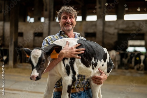 Authentic shot of a mature male farmer is holding on his arms an ecologically grown newborn calf used for biological milk products industry on a countryside farm.	