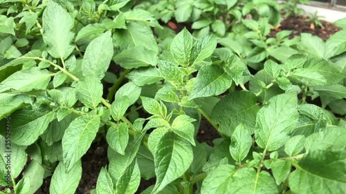 Wallpaper Mural Potato plants in a garden in early spring before flowering, England, United Kingdom Torontodigital.ca