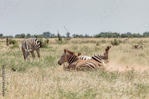 Fotografija Zebras lying on the ground covered with dust while the other Zebras watch