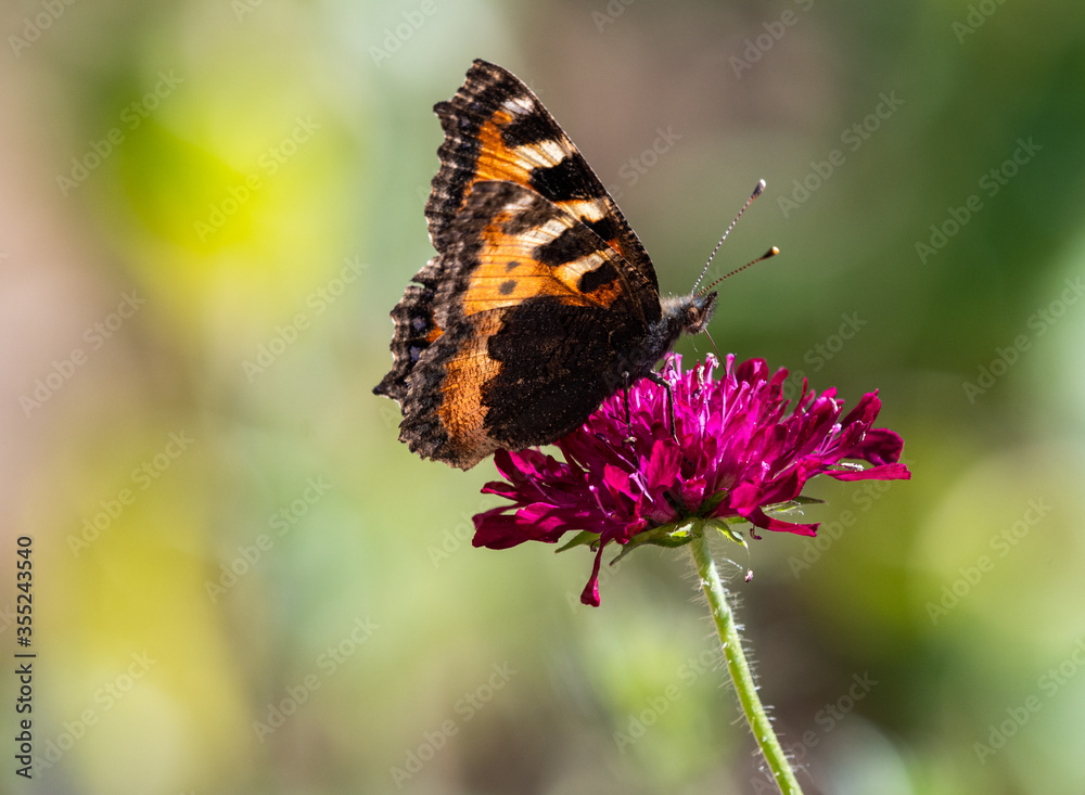 Small Tortoiseshell butterfly on Knautica Macedonia Small Tortoiseshell butterfly on Knautica Macedonia