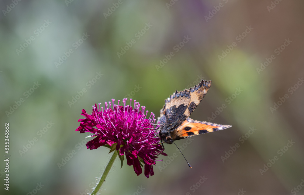 Small Tortoiseshell butterfly on Knautica Macedonia Small Tortoiseshell butterfly on Knautica Macedonia