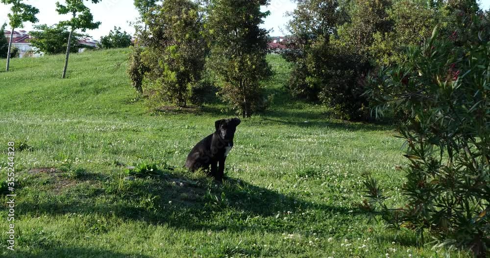 black dog in the park looks towards the camera black dog in the park looks towards the camera