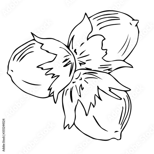 Hazelnut hand drawn sketch. Nuts vector illustration. Organic healthy food. Great for packaging design. Organic Food, cosmetics, treatment component.