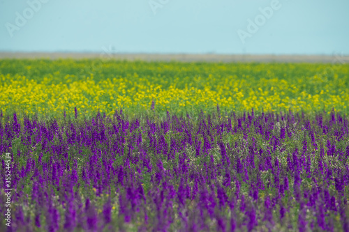 Endless fields of blooming rapeseed and delphinium on a sunny spring day. Flowering steppe, lines, geometry in the landscape