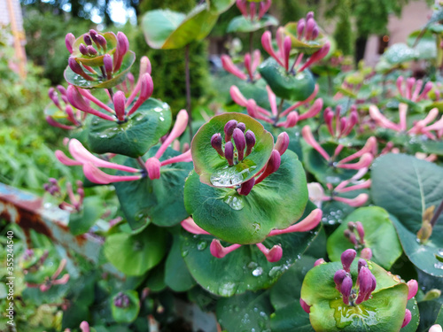 Water drops on round leaves of honeysuckle caprifolium (Lonicera caprifolium) in the garden after rain. Large pink buds.