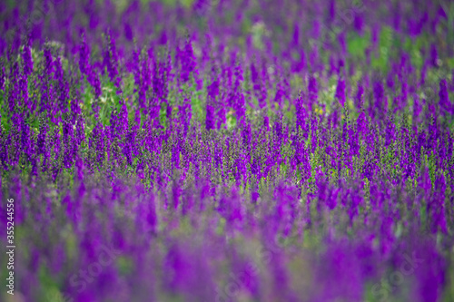 Amazing endless purple field of blooming delphinium at a sunny spring day. Flowering steppe  flowers background