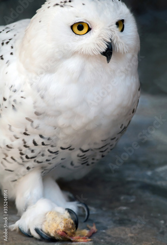 A hungry snowy owl holding prey in its claws. Selective focus. © vladk213