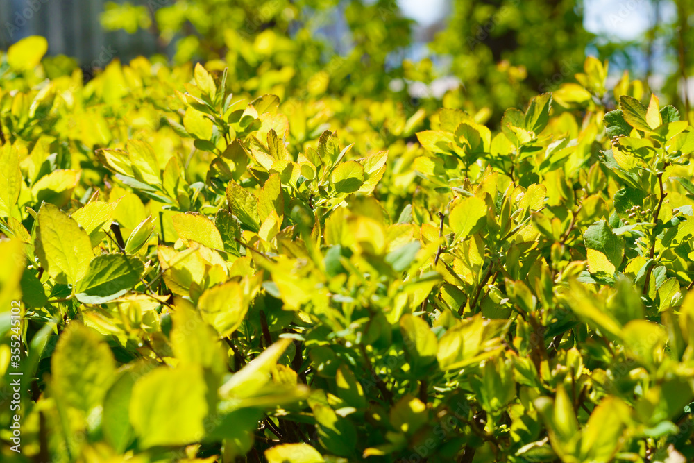 Green leaves background in sunny day. Selective focus. Beautiful background for printing on postcards and clothing, placement on the site. Summer sunny background selective focus. Green leaves background in sunny day. Selective focus. Beautiful background for printing on postcards and clothing, placement on the site. Summer sunny background selective focus.