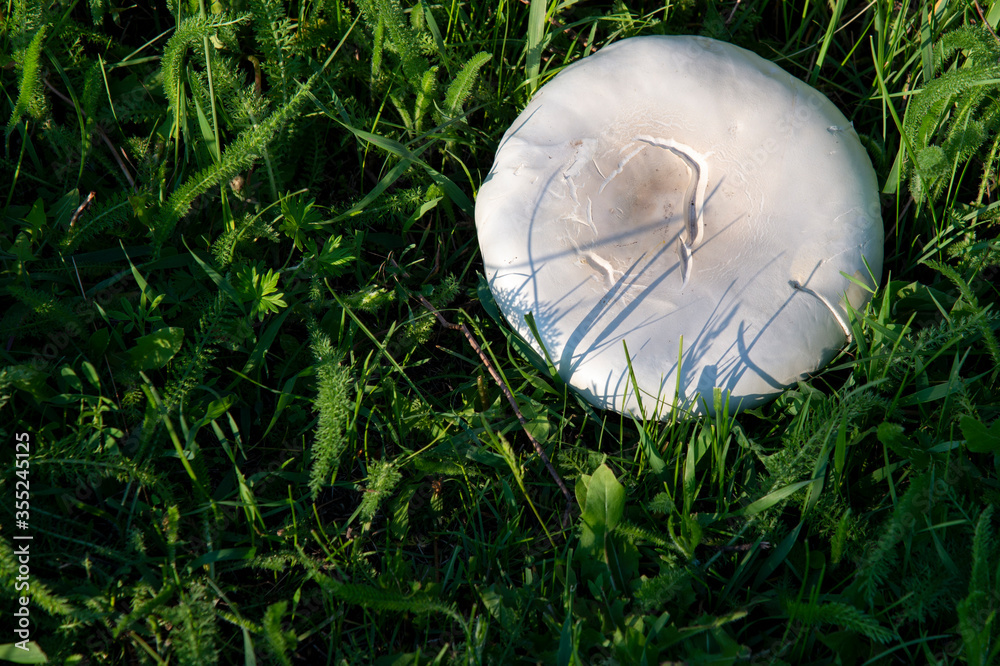 Large white champignon in green grass in the field Large white champignon in green grass in the field