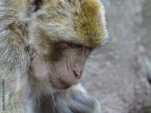 Portrait d'un macaque de barbarie un singe également connu sous le nom de Magot photo