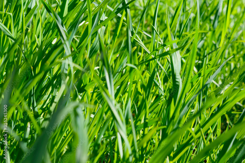 Fototapeta premium Green grass spring texture. Selective focus. Sunny grass texture summer time. Nature summer background