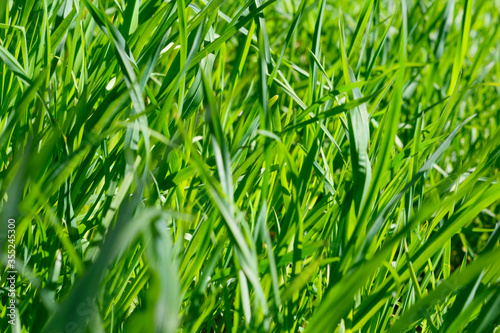 Green grass spring texture. Selective focus. Sunny grass texture summer time. Nature summer background