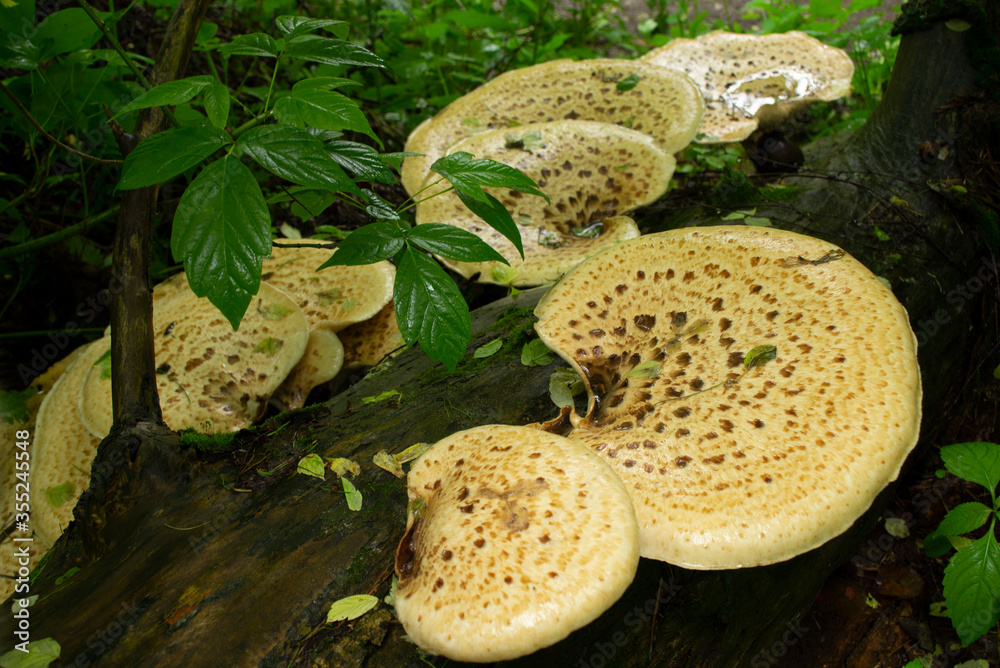 Foto A family of light yellow tinder fungi grows in the forest on a fallen tree