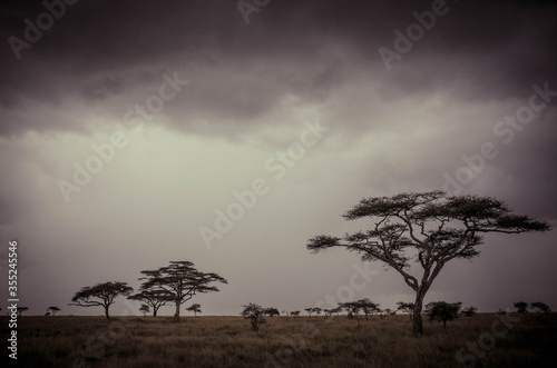 Stormy landscape in the Serengeti, Tanzania