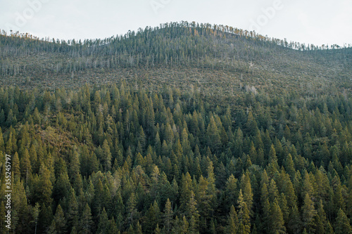 Arteaga Forest 