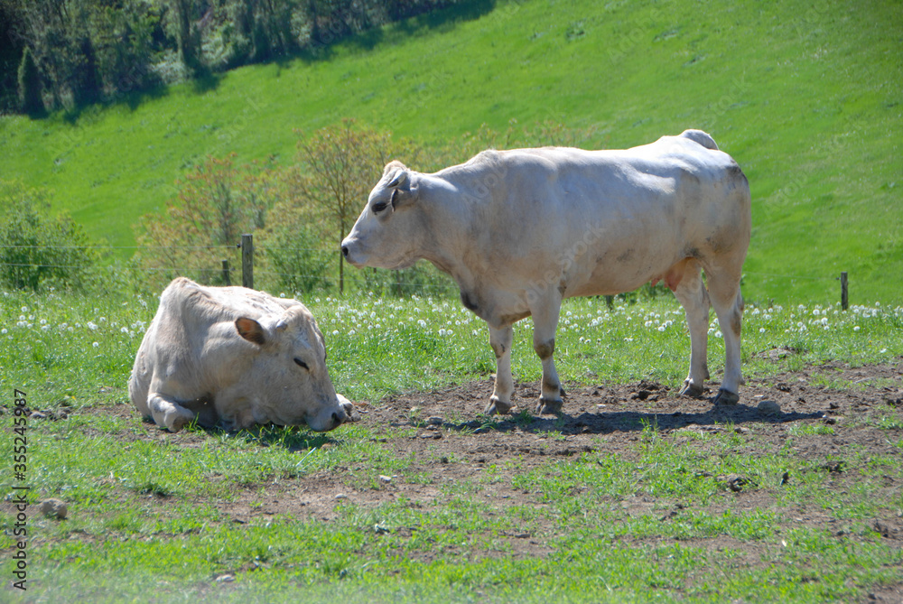 Fototapeta premium Grazing cows in the Langhe, Piedmont - Italy