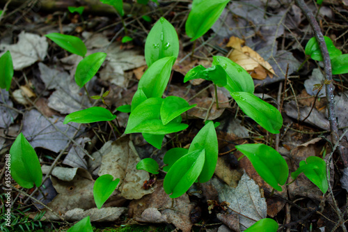 newly grown fresh plants in the woods in May, Canada, Quebec