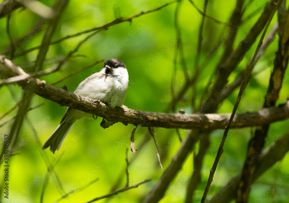 bird, natur, tier, wild lebende tiere, baum, ast, wild, bird, natur, tier, wild lebende tiere, baum, ast, wild,