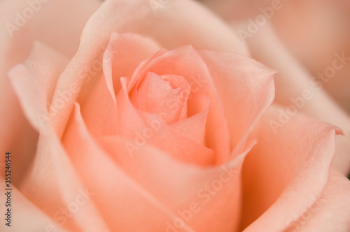 Flower background of delicate pink rose