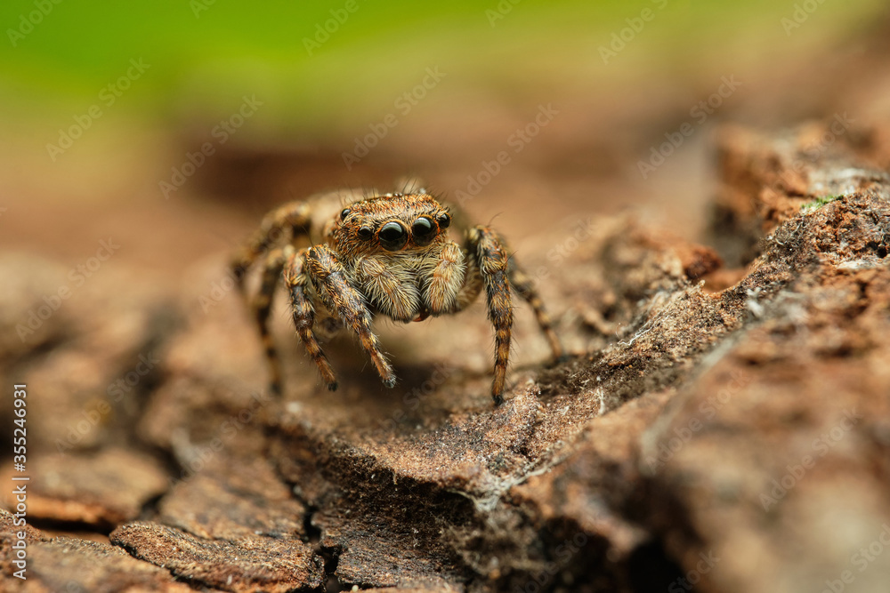 Jumping spider Attulus floricola on bark. Macro photography. Czech Republic, Europe Jumping spider Attulus floricola on bark. Macro photography. Czech Republic, Europe