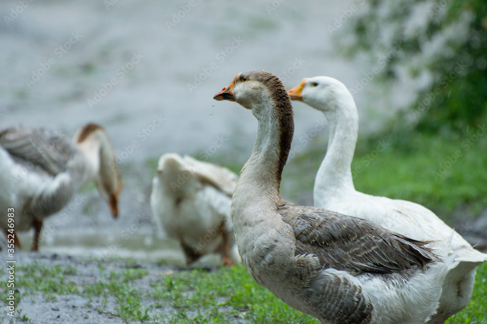 Domestic geese in the rain. Breeding geese at the poultry-yard. Domestic geese in the rain. Breeding geese at the poultry-yard.
