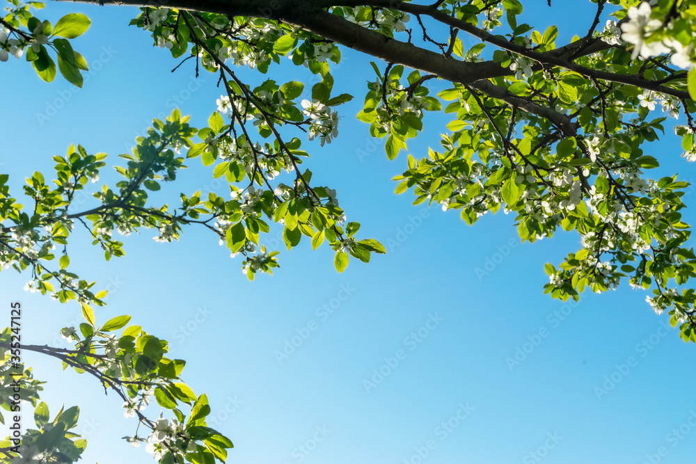 Fototapeta premium Background from branches of apple trees with white flowers on blue sky background. Blossoming apple orchard in spring.Europe. Beauty world.
