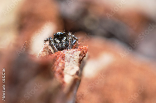 Jumping spider Salticus zebraneus on bark. Macro photography. Czech Republic, Europe.