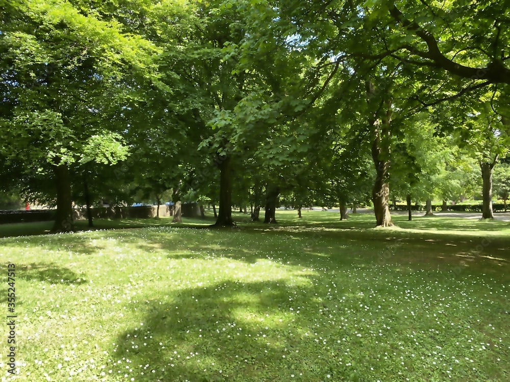 Fototapeta premium Old trees, with grass and flowers in, Lister Park, Bradford, Yorkshire, UK