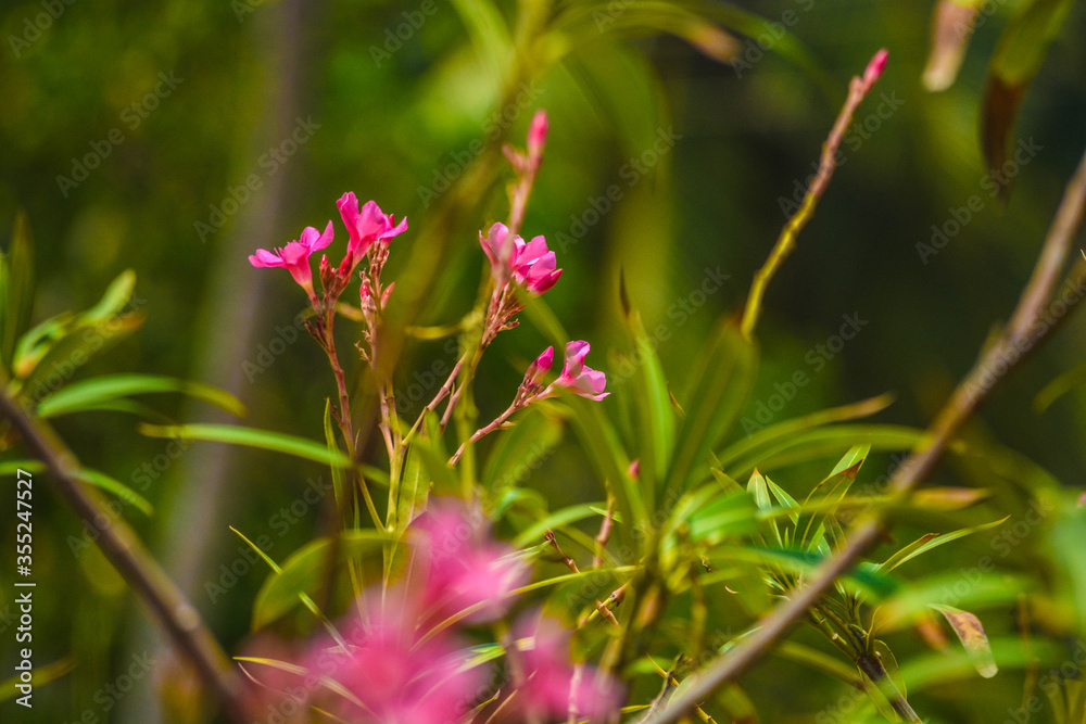 Fototapeta premium A capture of flowers.