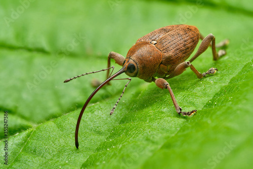 Hazel nut weevil (Curculio nucum) on green leaf, Czech Republic, Europe photo