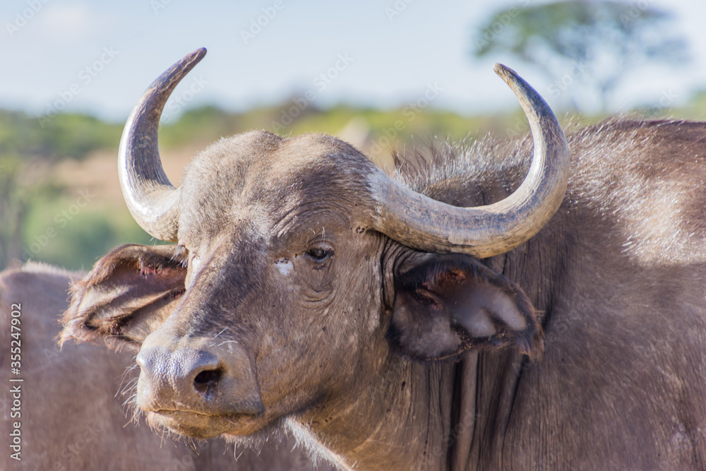 Naklejka premium Wild Life