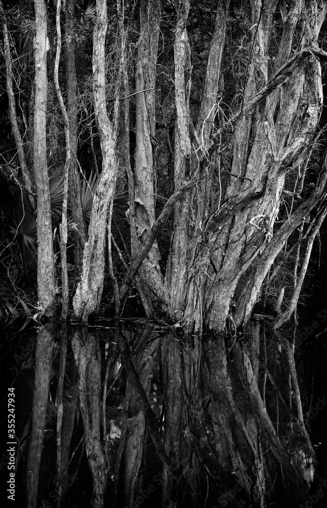 Trees in a Florida canal in b&w. Trees in a Florida canal in b&w.