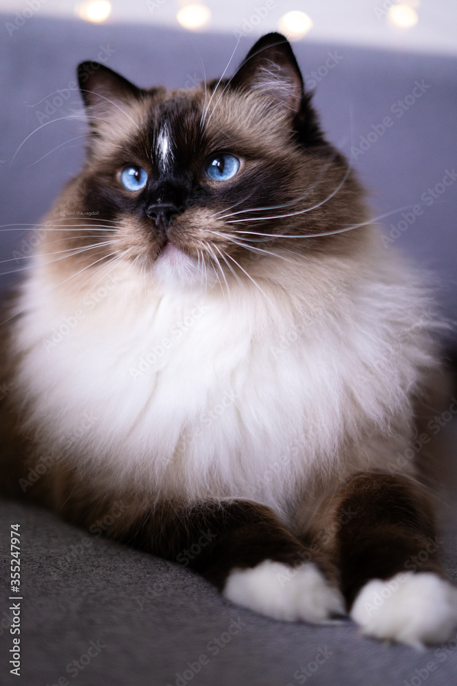 Seal mitted ragdoll cat by the window with bokeh lights