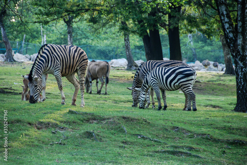 A group of zebras eating