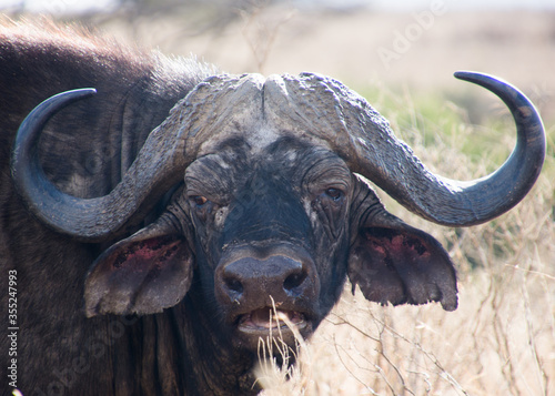A Buffalo Head at close range