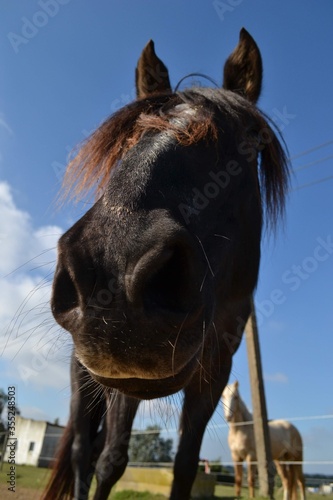 horse in the field