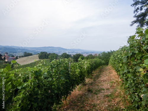 Vineyard in the Langhe hills  Italy