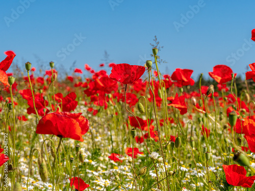 Fototapeta Naklejka Na Ścianę i Meble -  Close Up view to Red Poppy flowers with a field with a field at the background