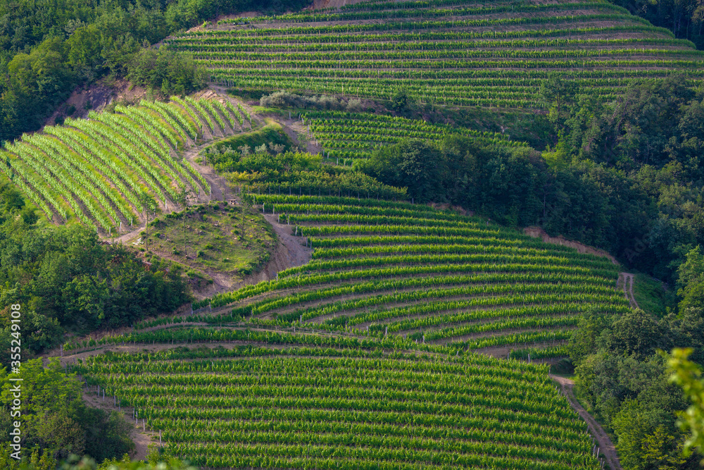Vineyards in Goriska Brda in Slovenia